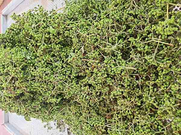 drying process of wild pepper